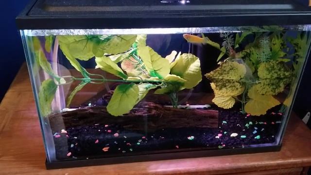 5 gallon vs 3 gallon tank for a betta смотреть онлайн