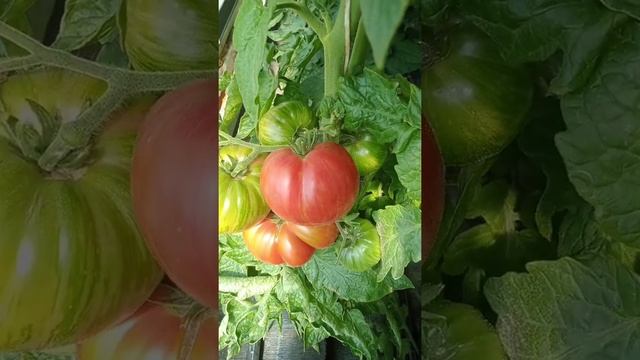 Томат Гном Жар птица сладкая смотреть онлайн