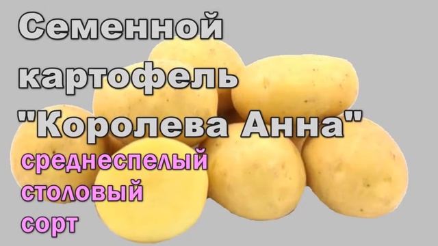 Купить Сорт Картошки Королева Анна Выгодно смотреть онлайн