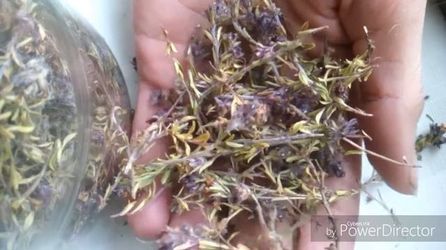 Мои чаи и травы. Заготовка. Польза. Другие подробности. смотреть онлайн