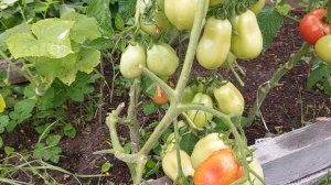 Томат ЛЕЛЬ ,сорт лучше гибрида,не прихотливый и супер урожайный для открытого грунта