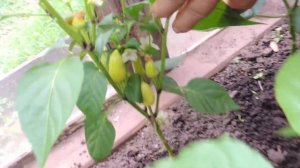 Формирование кустов перца в теплице