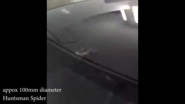 270hp 1.6 MR16DDT DYNO NISSAN PULSAR C12 смотреть онлайн