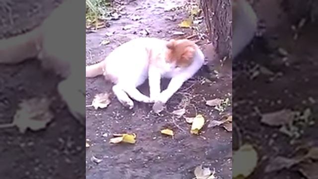 Кот мышелов смотреть онлайн