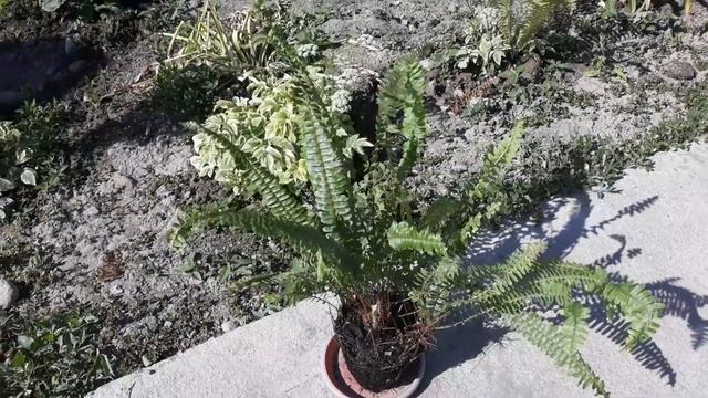 Комнатные цветы/О приключениях папоротника))) смотреть онлайн