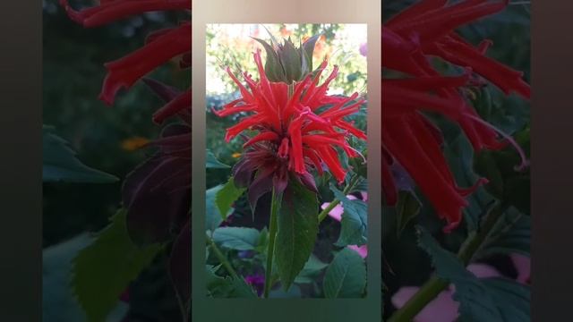 Монарда или бергамот. Красота и польза в одном растении. смотреть онлайн