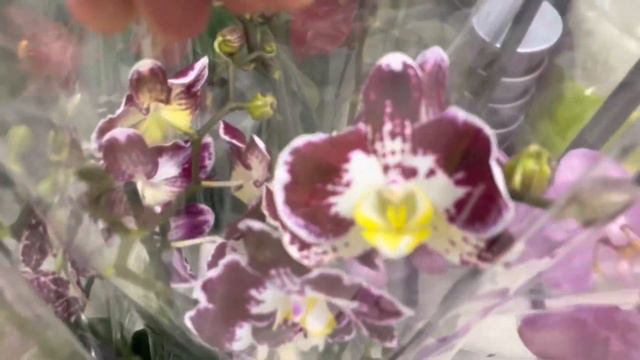 Ещё один потрясающий обзор орхидей!