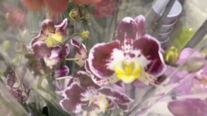 Ещё один потрясающий обзор орхидей!