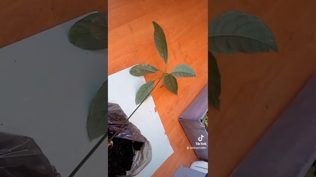 Выращивание финиковой пальмочки из косточки . смотреть онлайн