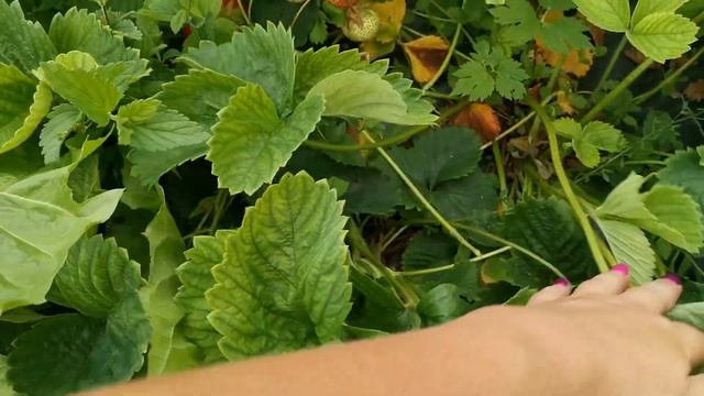 Камрад Победитель. Крупноплодный, вкусный? смотреть онлайн