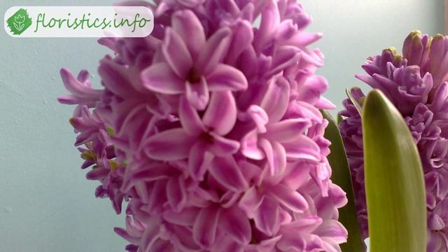 Цветы гиацинты – описание и разведение, популярные сорта гиацинтов