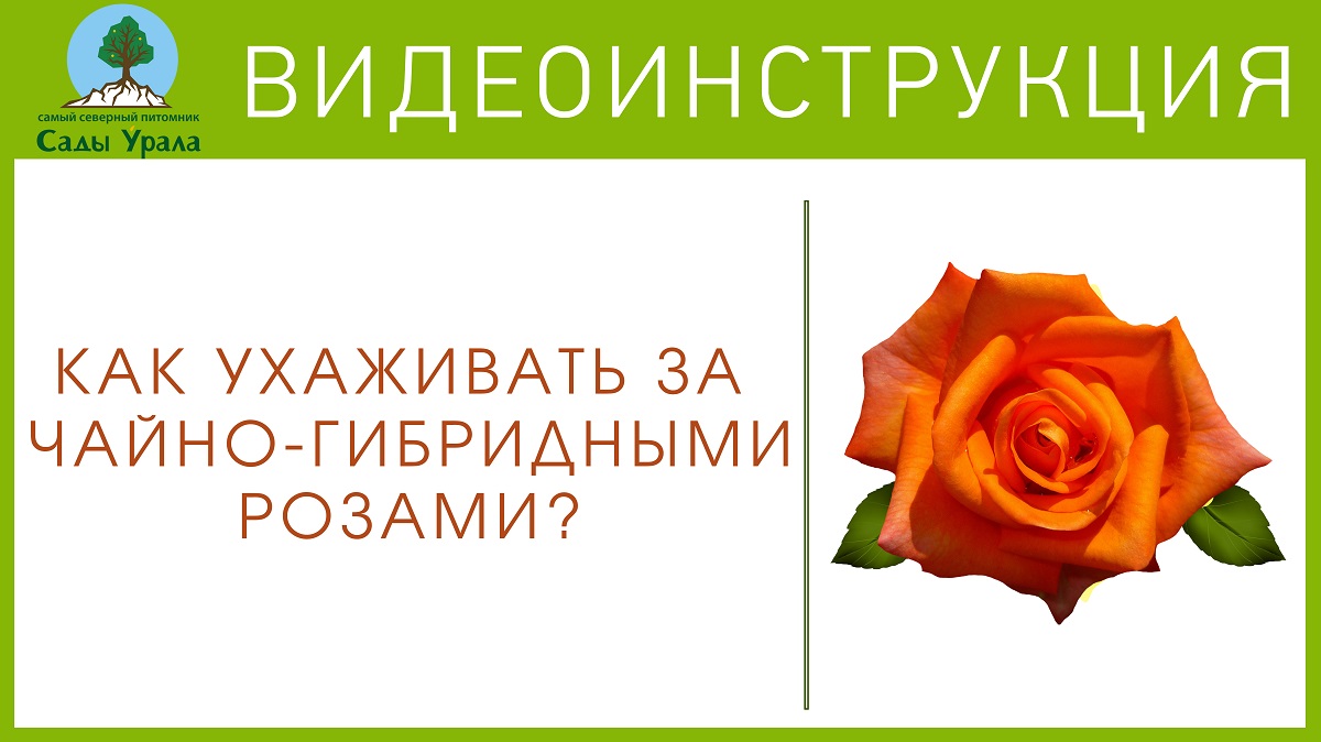 Чайно-гибридные розы. Посадка и уход смотреть онлайн