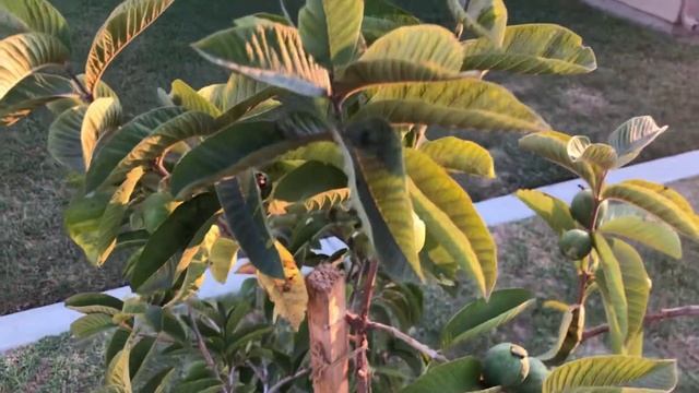 Guava(Psidium Guajava) Tour And First Harvest