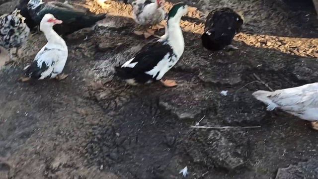 ИНГУШЕТИЯ/ КОТАМ - БОАБИШЬК / НА ИНГУШСКОМ ЯЗЫКЕ/1ИЙРЕ ДИК ХАЙЛ смотреть онлайн