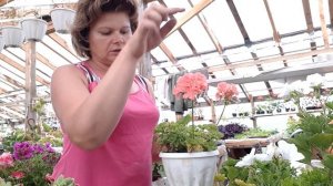 Королевские пеларгонии.