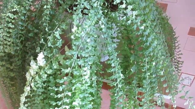 Нефролепис. Папоротник смотреть онлайн