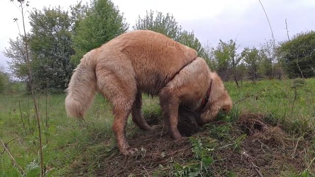 Ака Мела, 8 месяцев смотреть онлайн