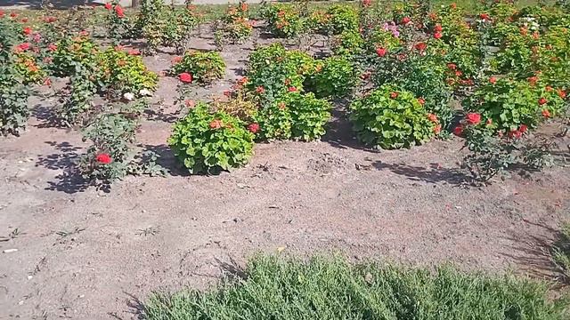 Что посадить в палисаднике около дома / Музыка для радостного настроения / Радостная музыка / смотреть онлайн
