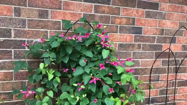 Clematis Duchess Of Albany.Beautiful Clematis Vine Blooming In My Garden.North Texas.//Small Garden