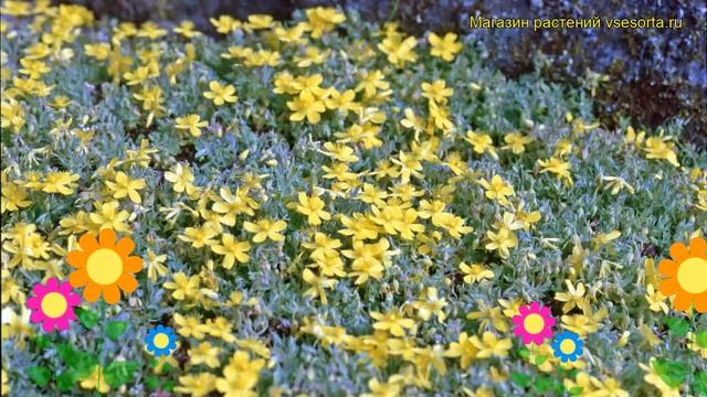 Зверобой жимолостелистный Елстид. Краткий обзор, описание характеристик Hypericum ? inodorum Elstea