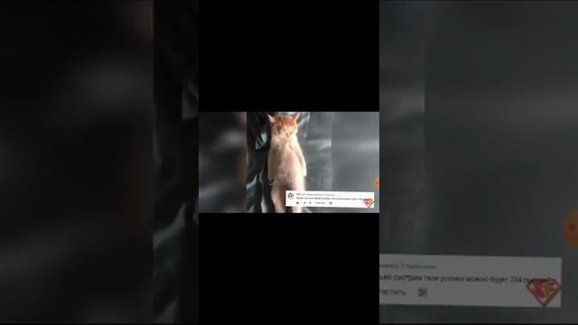 2 часть приколы над котами😂😂😁😁😁😍😘💟💝💖 смотреть онлайн