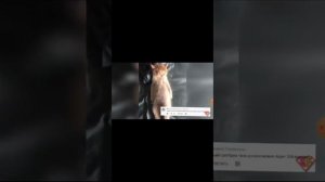 2 часть приколы над котами😂😂😁😁😁😍😘💟💝💖