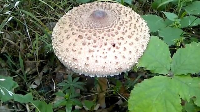 @gombavideo Nagy őzlábgomba, Macrolepiota procera, Parasol mushroom, Riesenschirmling, Coulemelle смотреть онлайн