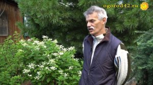 Какие бывают гортензии. Советы специалиста.  Полный обзор видов.