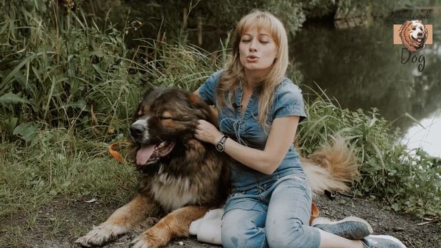 Помощь кавказским овчаркам. смотреть онлайн