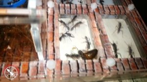 Муравьи Harpegnathos venator. Венаторы 2. Пересадка опасных муравьев.