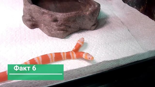 Змеи. Вы не знали этого про змей! Интересные факты!