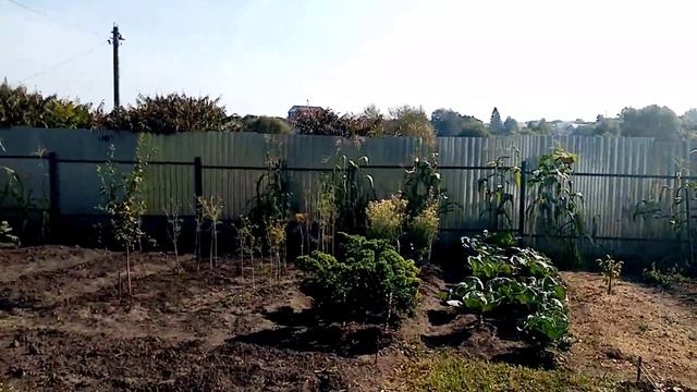 Собираю и Замораживаю Зонтики УКРОПА на Зиму для ЧАЯ!!! 12 сентября 2021г. смотреть онлайн