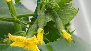 СРОЧНО! ЗАВЯЗЬ ОГУРЦОВ НЕ РАСТЁТ, ЧТО ДЕЛАТЬ?