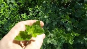 Созревание  крыжовника, замер сахарозы и розничные цены на ягоду в июле