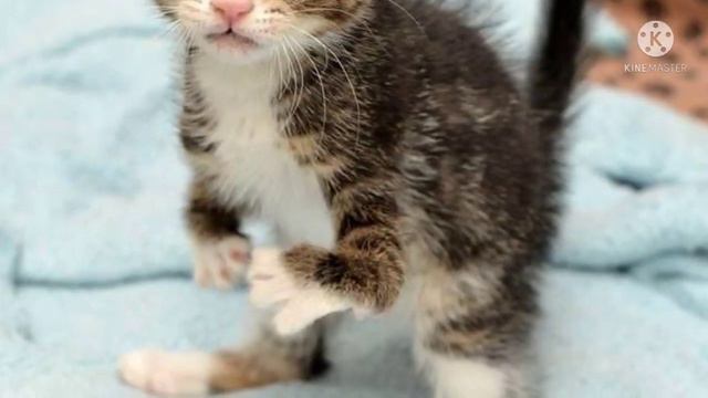 Хозяева принесли котёнка на эвтаназию… Но маленькую Кенгурушу у них отобрали! смотреть онлайн