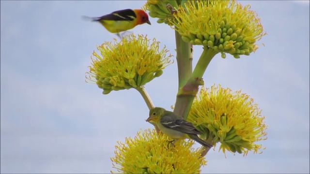 Western Tanager birds eating blooming desert agave (Agave deserti) flower nectar. смотреть онлайн