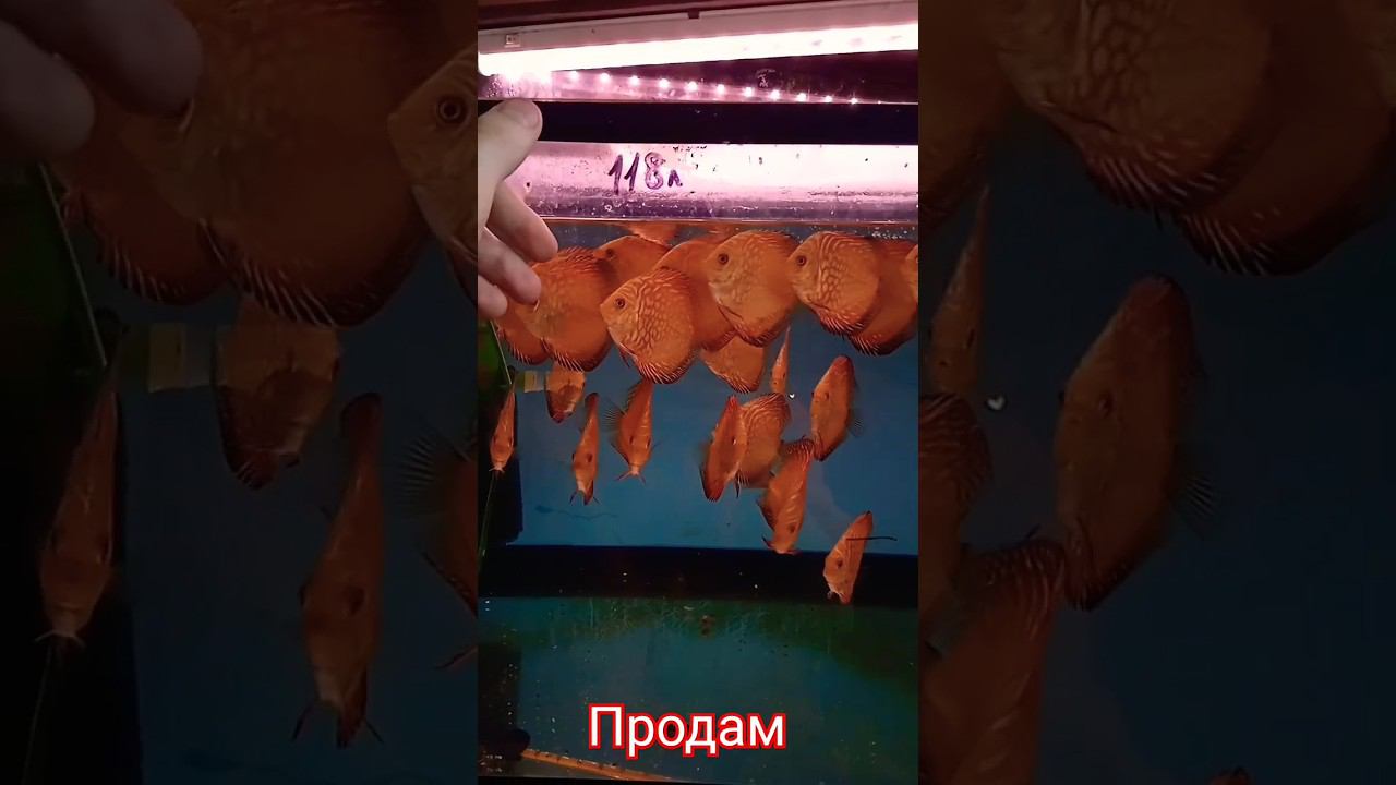 Пиджен Чекерборд стайка в новой банке смотреть онлайн