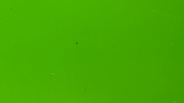 3,7 день Корм для Артемии.artemia