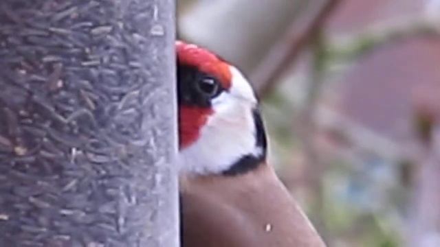 Goldfinch on feeder in garden canon sx150is test with digital zoom смотреть онлайн