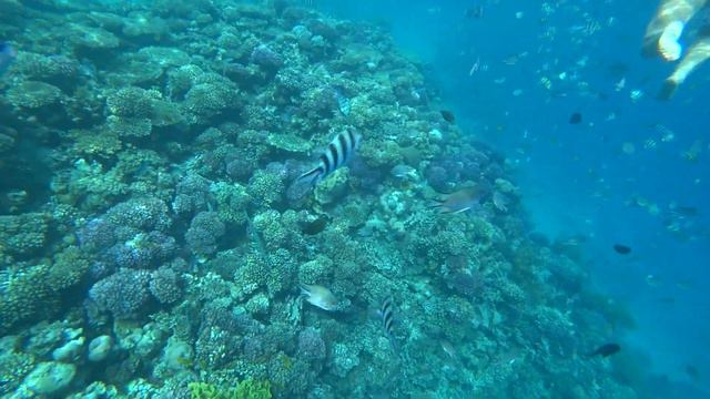 Коралловый риф отеля Arabella Azur 4 смотреть онлайн