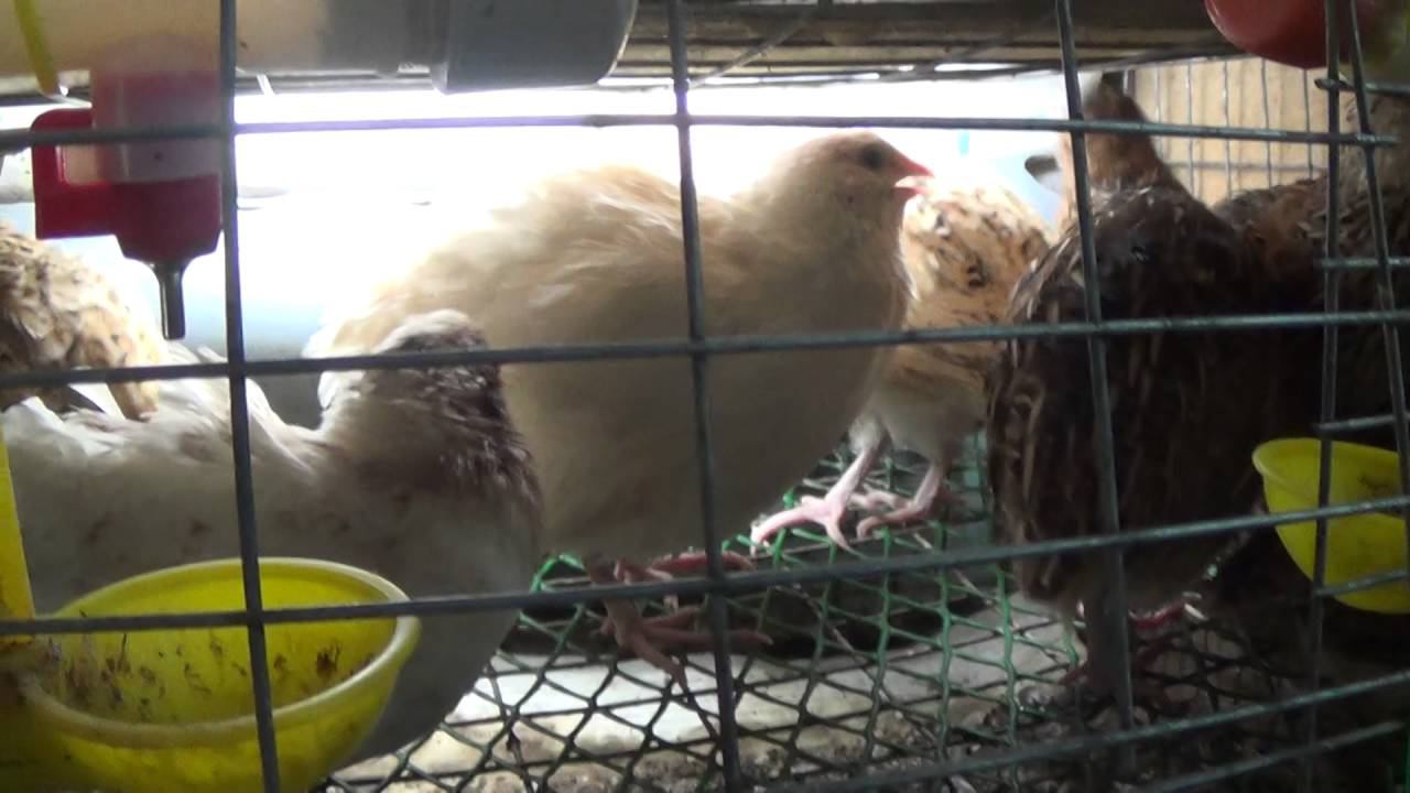 перепела спариваются смотреть онлайн