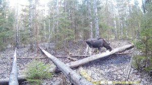 Дикий лось(сохатый) пришел на солонец для лося|Лось(bull moose) на солонце часть №3