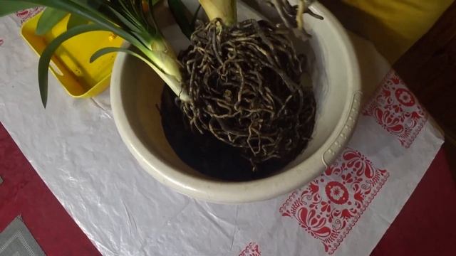 Как пересадить кливию / Деление и пересадка кливии смотреть онлайн