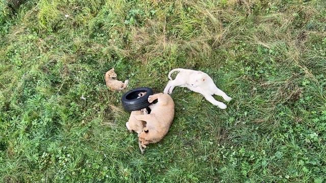 Львята / Парк Львов «ЗЕМЛЯ ПРАЙДА» смотреть онлайн