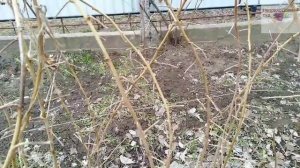 Обрезка малины весной. Неприхотливый сад