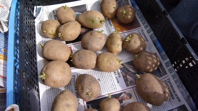Картошка прорастает в январе или когда доставать картофель на проращивание? смотреть онлайн