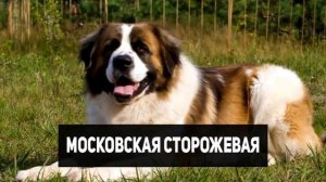 ЛУЧШИЕ СОБАКИ ОХРАННИКИ / Топ 8 Пород собак для Охраны