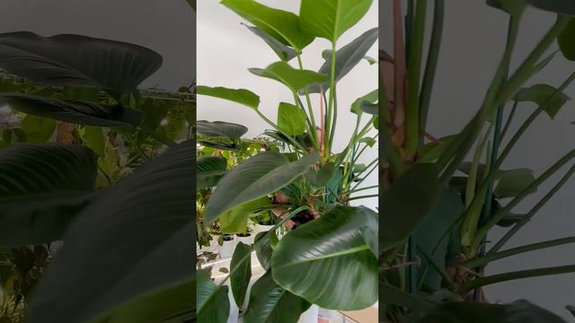 Barely holding onto my beautiful but unruly Philodendron Green Beauty! смотреть онлайн