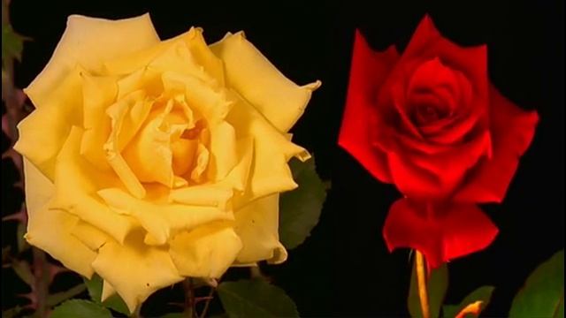 Футажи эффекты Цветочки расцвели смотреть онлайн