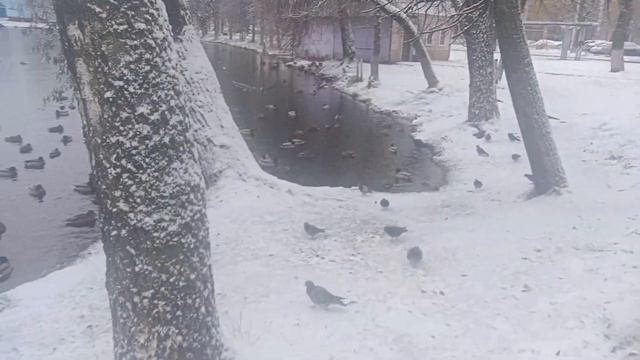 Зимние утки. Раменское. Озеро ,,Пионер,, 2023 смотреть онлайн